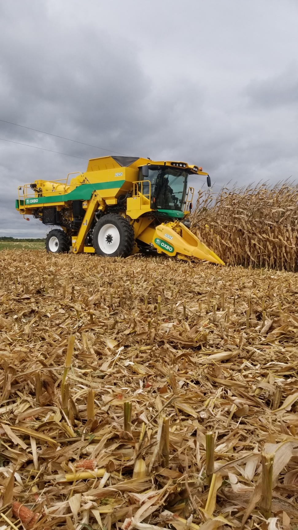 Oxbo combine harvesting corn